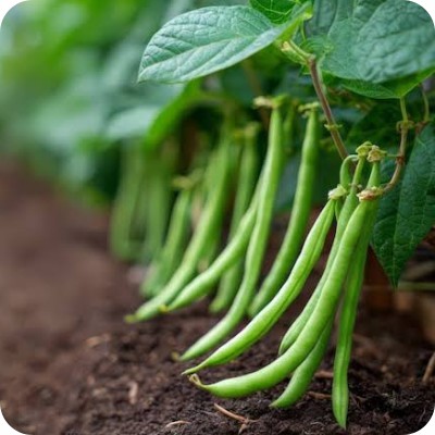 Best Beans Garden Idea
