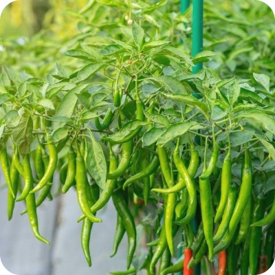 Best Chilli Garden Idea
