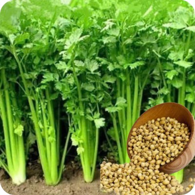 Best Coriander Garden Idea