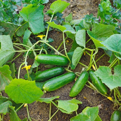 Best Cucumber Garden Idea