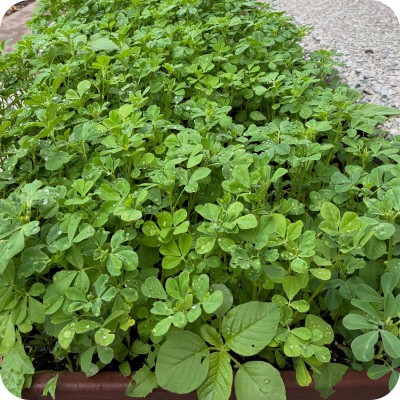 Best fenugreek Garden Ideas