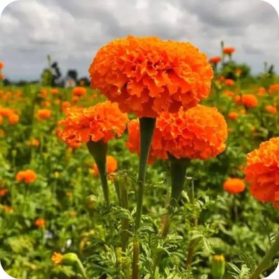 Best Marigold Garden Idea