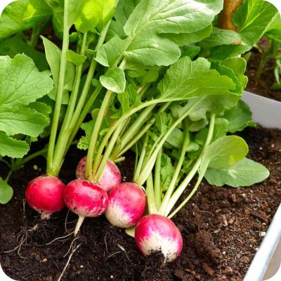 Best Radish Garden Idea